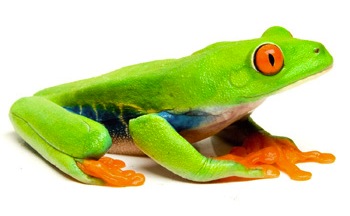 Select For Alternate Frog Photo...!