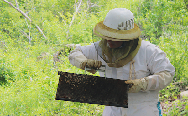 [PIC] CTI Plant and Animal Science Teacher Rebecca Cossa Collects a Swarm Of Bees For Hive Addition 