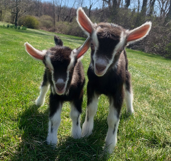 [PIC] Two Baby Goats Surveiled By The Career and Technical Institute Plant & Animal Science Program